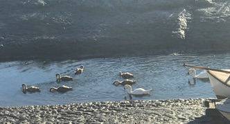 More Cygnets
