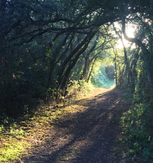 Saxon Shore way